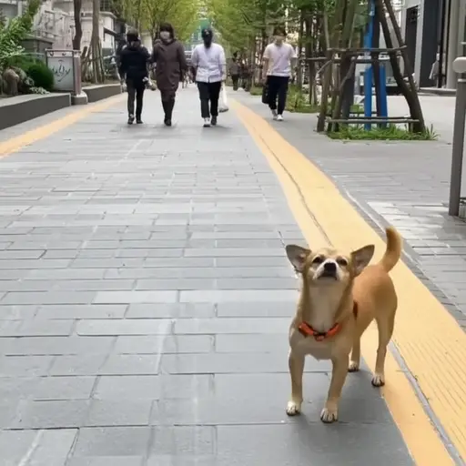 有一天，我在街上发现了一只迷路的小狗。