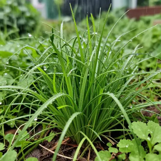 雨后拔杂草比较容易。